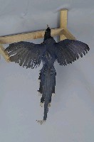 臺灣藍鵲藏品圖，第8張